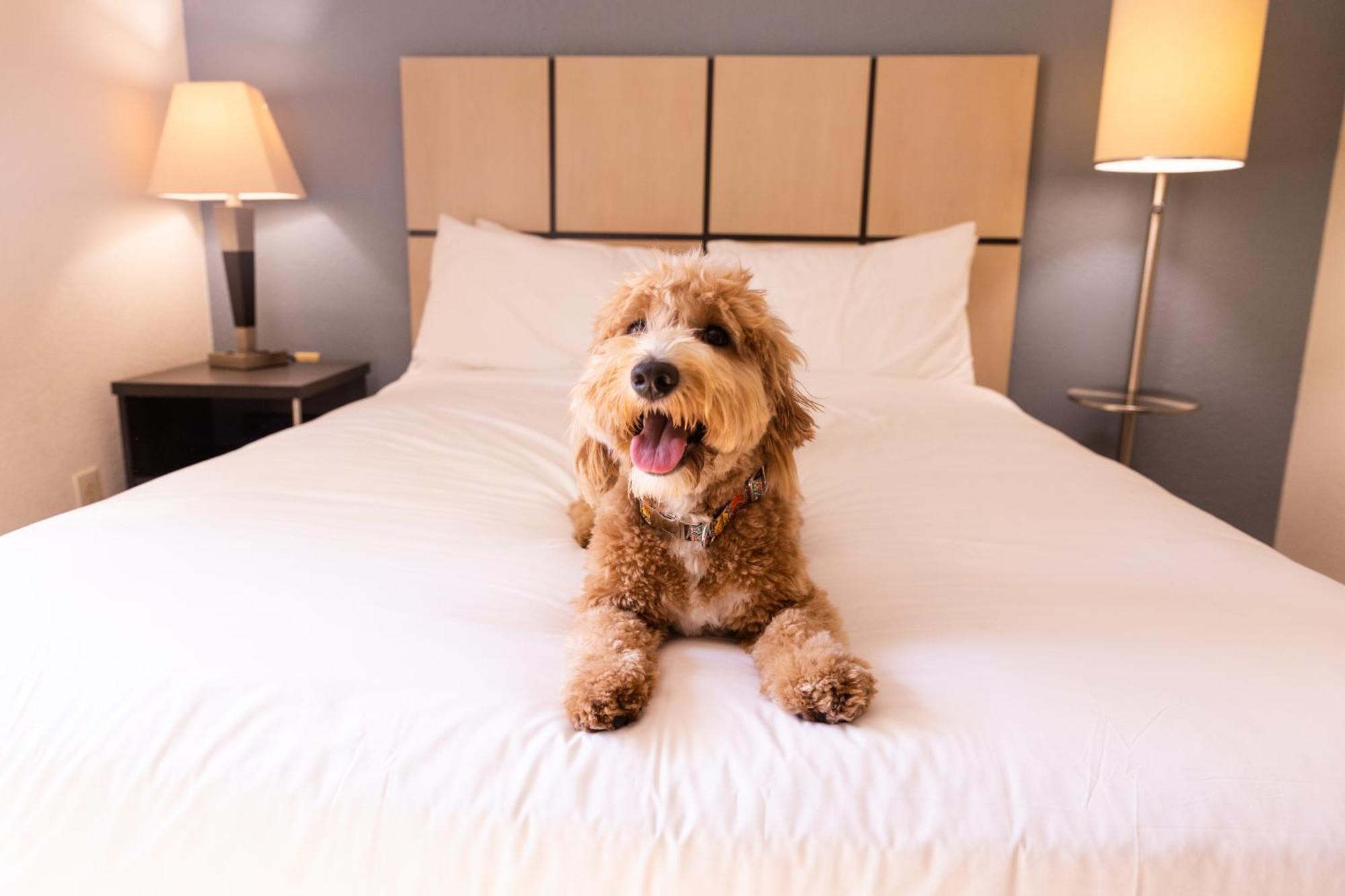 Sonesta Simply Suites Memphis East Poplar Pike Eksteriør billede